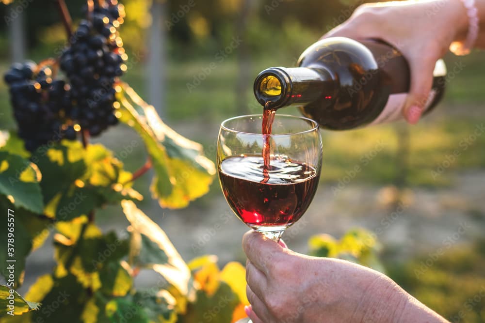 Accords mets et vins : le guide complet pour des mariages parfaits